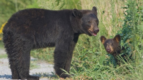 mother-bear-and-cub-600x337.jpg