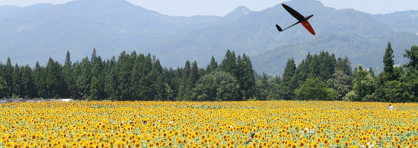 delairsunflowers-600x213.jpg