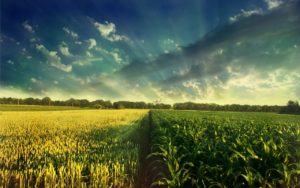 corn-field-background-300x188.jpg