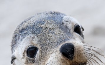 australian-sea-lion-356x220.jpg