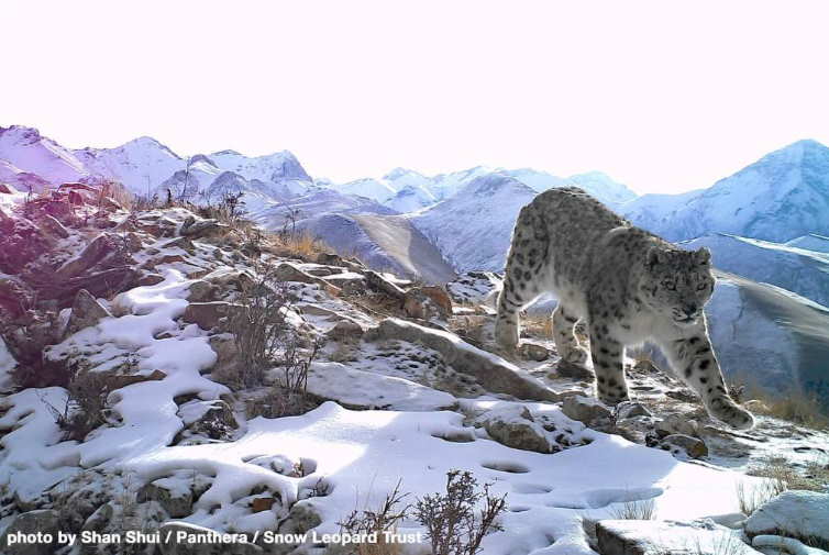 snow-leopard.jpg